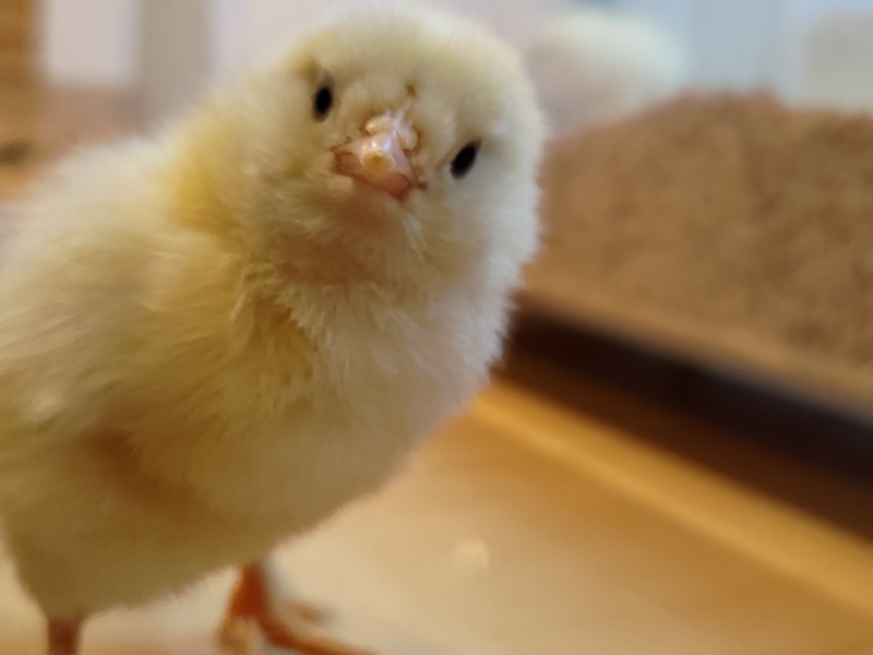 らーめん月が自分たちで育てている平飼いのニワトリ